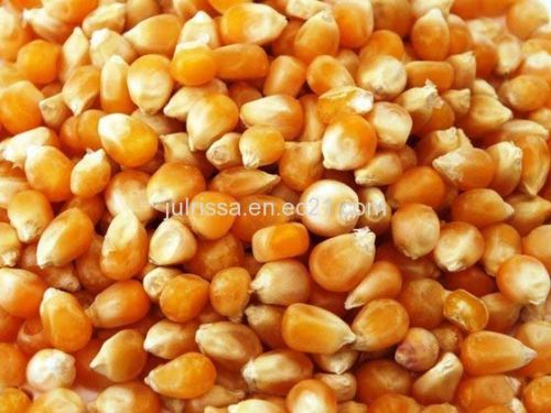 Organic yellow maize, Grade : AA, Packaging Type : 20kg Cartons