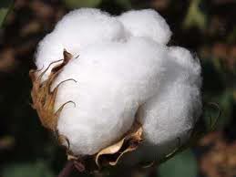 Raw Cotton