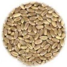 Wheat seeds, Number Of Flower : Sharbati