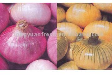 Onion