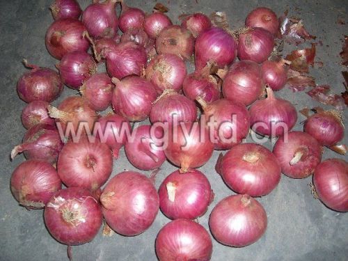 Red onion For Food