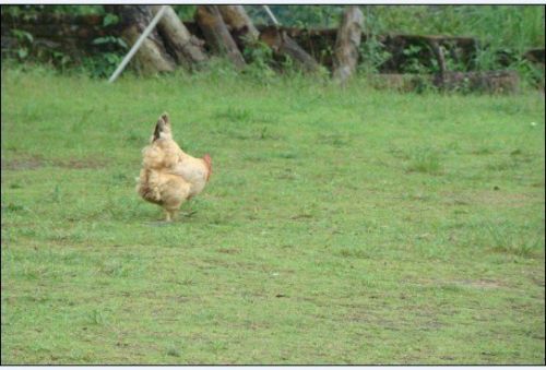 Chondroitin Sulphate Chicken