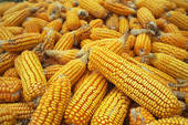 Maize