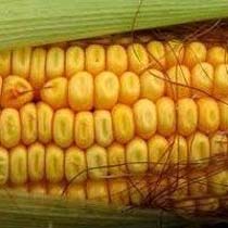 Yellow maize, Moisture Ratio : 14% Aproxx