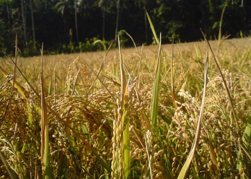 Paddy Seeds