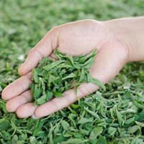 Dried Stevia Leaves