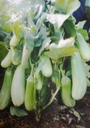 Green Long Brinjal Seeds