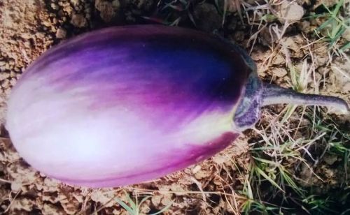 Brinjal Seeds