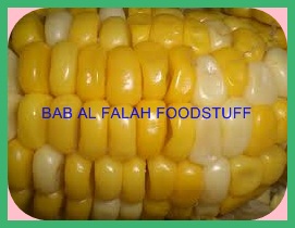 Animal Feed Maize