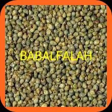 Bajra (Millet)