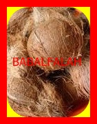 Fresh coconut, Brand Name : BABAL FALAH FOOD STUFF TRADING