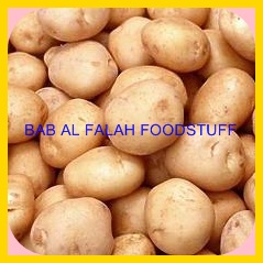 Fresh potato, Brand Name : BABAL FALAH FOOD STUFF TRADING