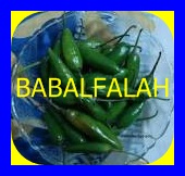 Green chilli, Brand Name : BABAL FALAH FOOD STUFF TRADING