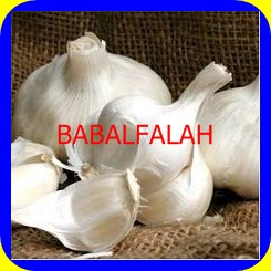 Indian garlic