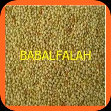 Millet seed