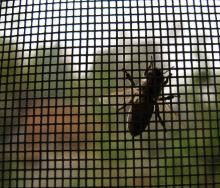 Aluminum Insect Screen