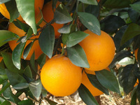 Frech Juicy Orange