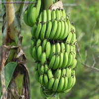 Fresh green banana, Packaging Size : 5-25kg