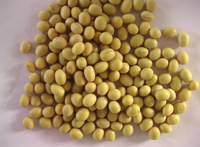Soybean