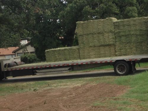 Alfalfa Hay, Shelf Life : 6 Months, 1 Year, 2 Year