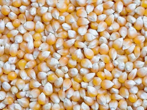 Yellow maize, Seed Type : Hybrid