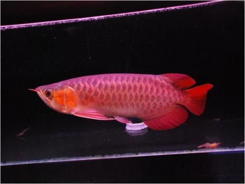 Premium Quality Super Red Arowana Fish