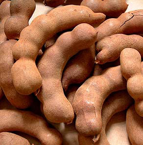 Tamarind Pod