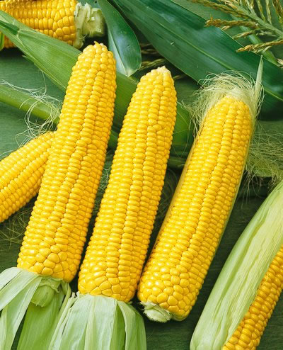 Yellow Corn