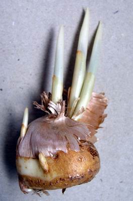 Saffron Bulbs, Grade : 'Grade A'