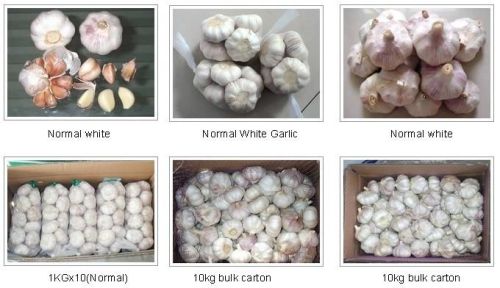 Regualar White Garlic