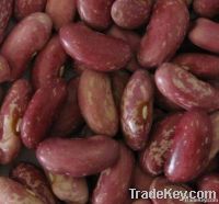 Kidney beans, Shelf Life : 6 Month