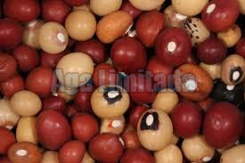 Bambara groundnut