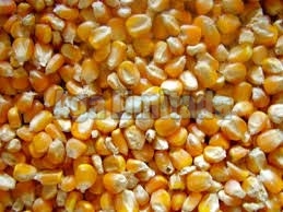 Maize Seeds, Shelf Life : 6-12 Months