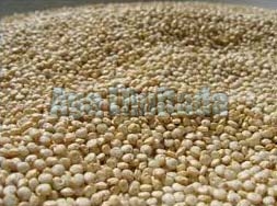 Quinoa grain