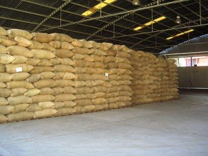 Robusta Coffee, Packaging Type : Plastic Bag