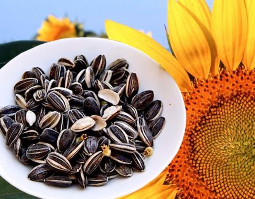 Sunflower Seeds