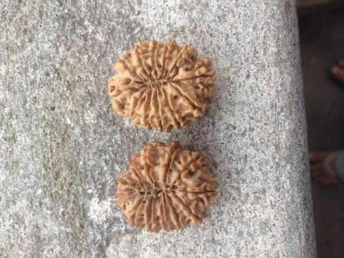 Rudraksha Beads