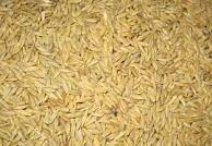 Organic Barley Grains