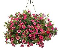 Plastic Hanging Basket for Indoor, Outdoor