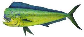 Mahi mahi fish