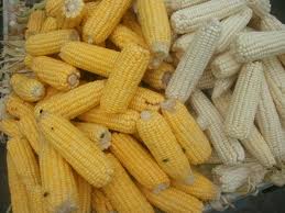 Yellow, White Corn