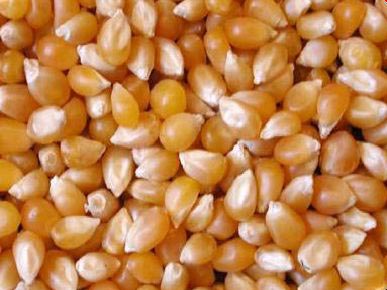 Maize Seeds, Grade : Food Grade