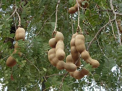 Tamarind