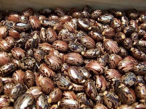 Castor Seeds Ricinus Seeds,castor Natural Seeds