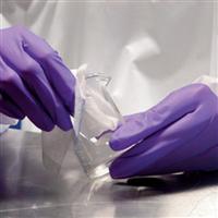 Latex Powdered Surgical Sterile Gloves