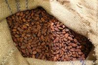 Organic Cacao Beans