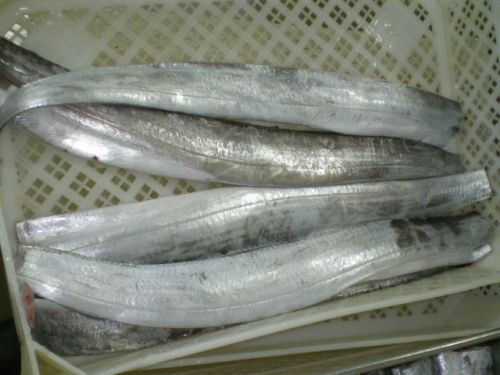 Seafood Frozen Fresh New Ribbon Fish Price(A Grade)