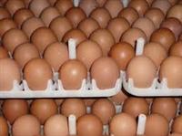 White and Brown Chicken Eggs, Fresh Table Eggs