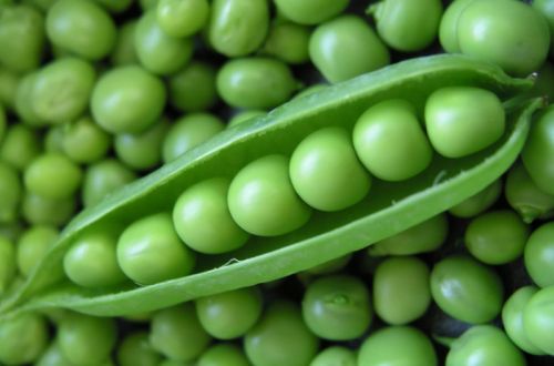 Fresh Green Peas, For Cooking