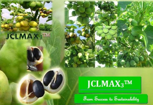 Common Jatropha Curcas Improved Seeds, Style : HYV